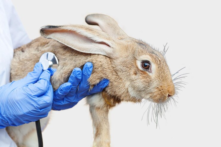 Common Rabbit Diseases in Kenya